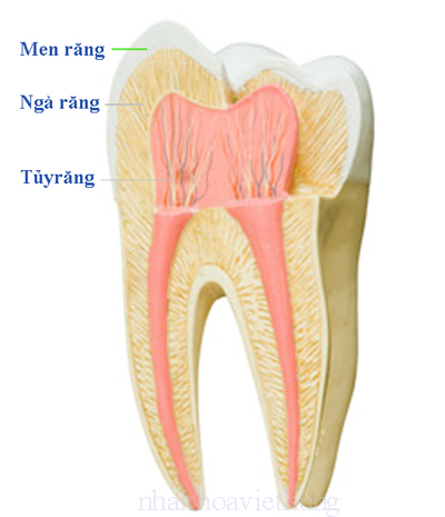 Cách điều trị tủy răng