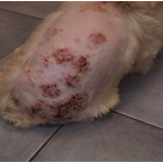 Bệnh ghẻ Demodex ở chó và cách điều trị hiệu quả với thuốc Advocate