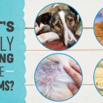 Chó bị viêm da dị ứng không nên ăn gì?